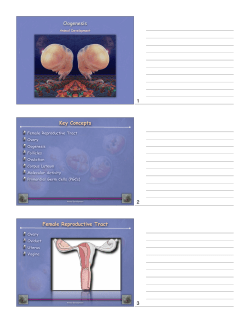 Oogenesis Key Concepts Female Reproductive Tract 1 2 3