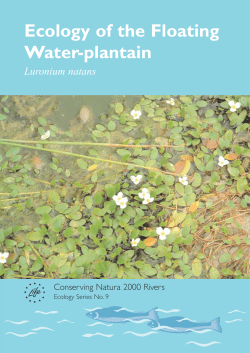 Ecology of the Floating Water-plantain