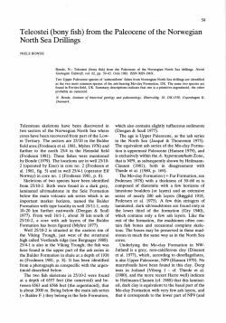 (bony fish) from the Paleocene of the Norwegian North Sea Drillings