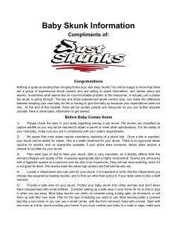 Baby Skunk Information - Pet Skunk Message Board