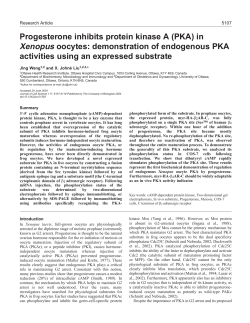 Progesterone inhibits protein kinase A (PKA) in Xenopus oocytes