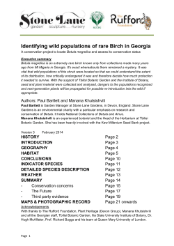 Betula megrelica report