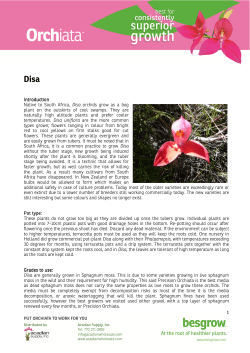 Disa growing guide - Acadian Supply, Inc.