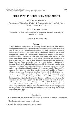 fibre types in leech body wall muscle