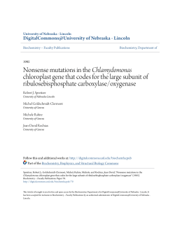 Nonsense mutations in the Chlamydomonas chloroplast