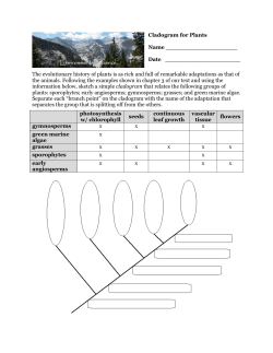 plant cladogram