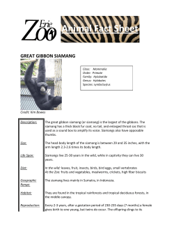 Siamang Gibbon