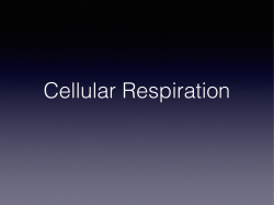 120414 Cellular respiration and fermentation.key