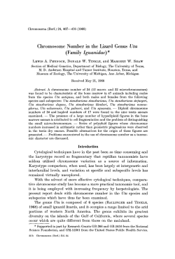 Chromosome Number in the Lizard Genus Uta