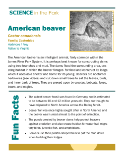 American Beaver - James River Park System