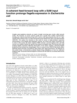 A coherent feedforward loop with a SUM input function prolongs