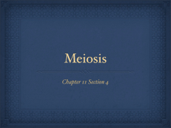 Meiosis 1