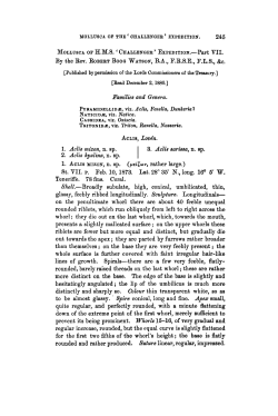 Mollusca of HMSChallenger Expedition.Part VII.