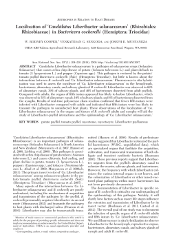 Localization of `Candidatus Liberibacter solanacearum` (Rhizobiales