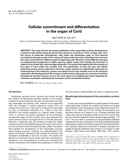 Cellular commitment and differentiation in the organ of Corti