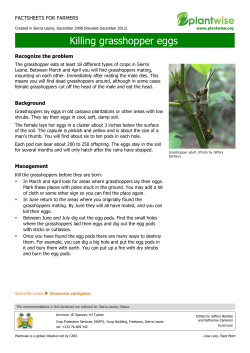 Killing grasshopper eggs