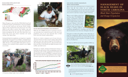 MANAGEMENT OF BLACK BEARS IN NORTH CAROLINA Black