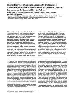 Polarized Secretion of Lysosomal Enzymes: Co