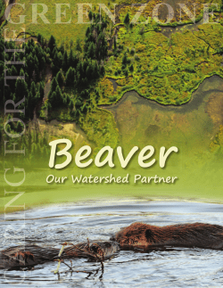 Beaver - Our Watershed Partner