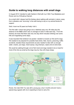 Guide to walking long distances with small dogs