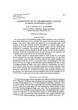 respiration of an air-breathing catfish clarias batrachus (linn.)