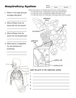 respiratory system wkst 2013.pub