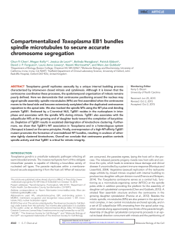 Compartmentalized Toxoplasma EB1 bundles spindle microtubules