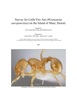 Survey for Little Fire Ant (Wasmannia