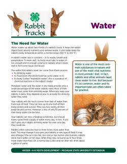 Rabbit Tracks: Water - MSU Extension