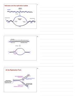 PCR to print - the Houpt Lab