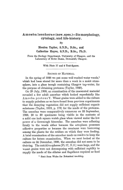 Amoeba leseherae (nov. spec.)&mdash;Its morphology, cytology, and life