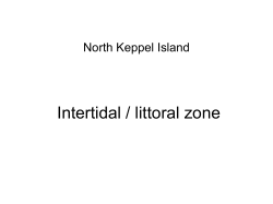 Intertidal / littoral zone