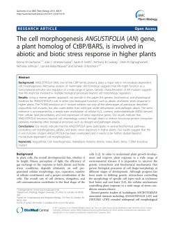 The cell morphogenesis ANGUSTIFOLIA (AN