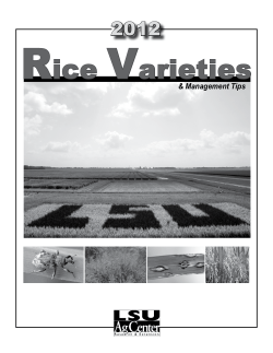 Rice Varieties