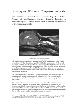 Breeding and Welfare in Companion Animals