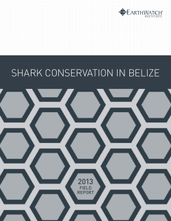 shark conservation in belize