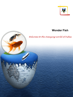 the Amazing world of Fishes