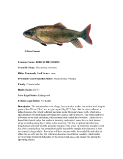 Common Name: ROBUST REDHORSE Scientific Name: Moxostoma