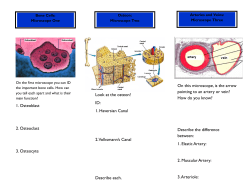 1. Osteoblast 2. Osteoclast 3. Osteocyte Look at the osteon! ID