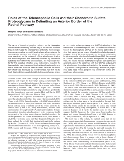Roles of the Telencephalic Cells and their Chondroitin Sulfate