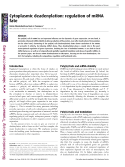 Cytoplasmic deadenylation: regulation of mRNA fate