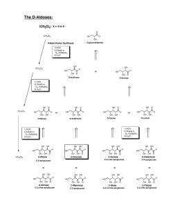The D-Aldoses: