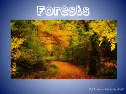 By: Elyse Jacoby-Jacoby Jungle