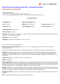 Serine/threonine-protein kinase PAK 1 recombinant protein