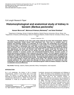 Histomorphological and anatomical study of kidney in berzem