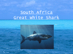 South Africa Great White Shark