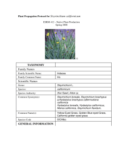 Sisyrinchium californicum