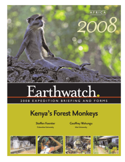 Kenya`s Forest Monkeys