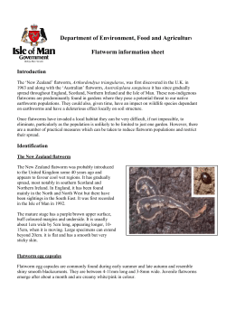 Information Sheet Flat Worms
