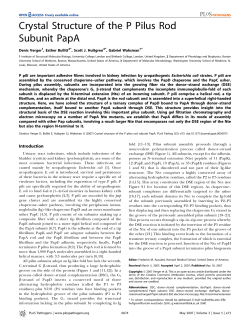Crystal Structure of the P Pilus Rod Subunit PapA